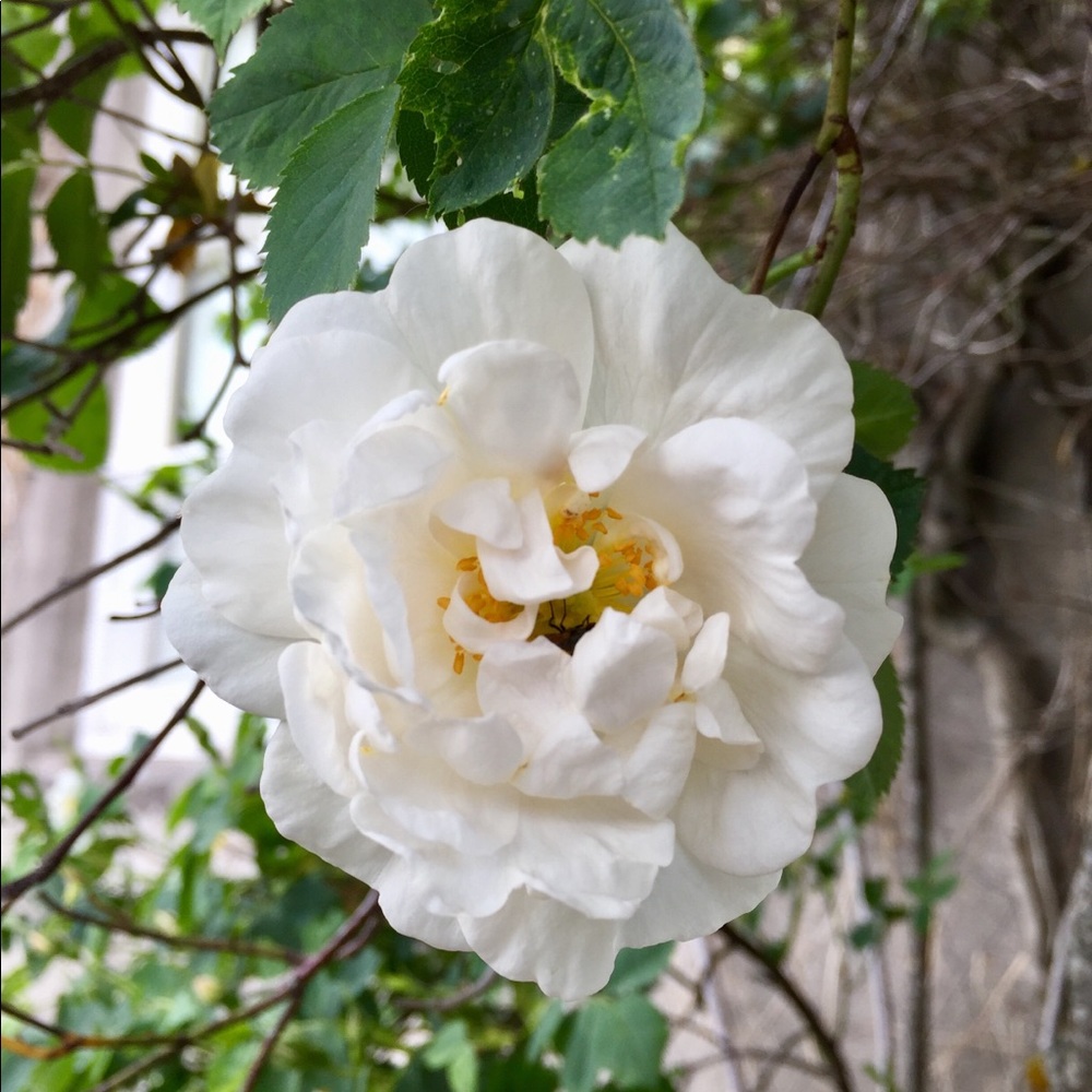 Meet your Posher, Shelby